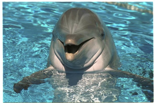 Действительно ли дельфины умнее других животных? Живая природа