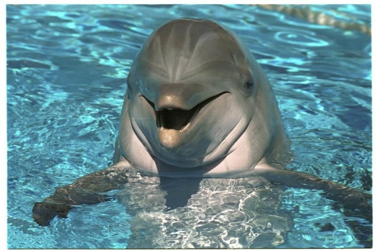 Исследования дельфинов. Иногда кажется, что они улыбаются. Фото.
