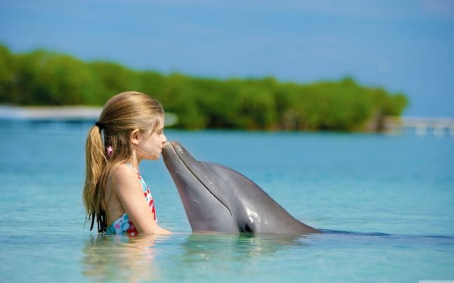 Действительно ли дельфины так умны, как о них говорят? Фото.