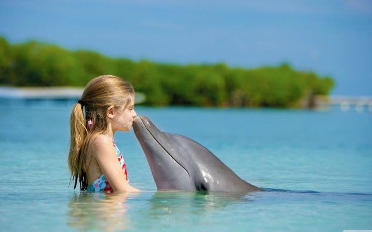Действительно ли дельфины так умны, как о них говорят? Дельфины очень любят людей. Фото.