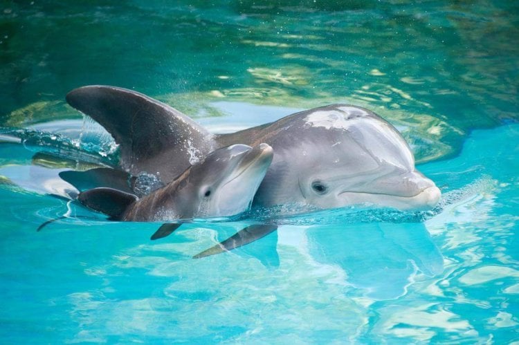 Исследования дельфинов. Они красивые. Фото.