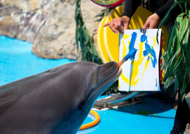 Самое умное животное. Рисующий дельфин. Фото.