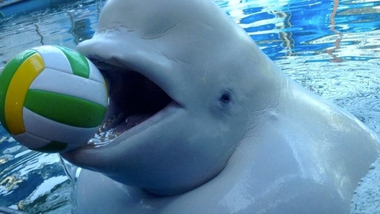 Так ли умны дельфины? Стоит прийти в дельфинарий и станет понятно, что дельфины могут многое, как и их «партнеры». Фото.
