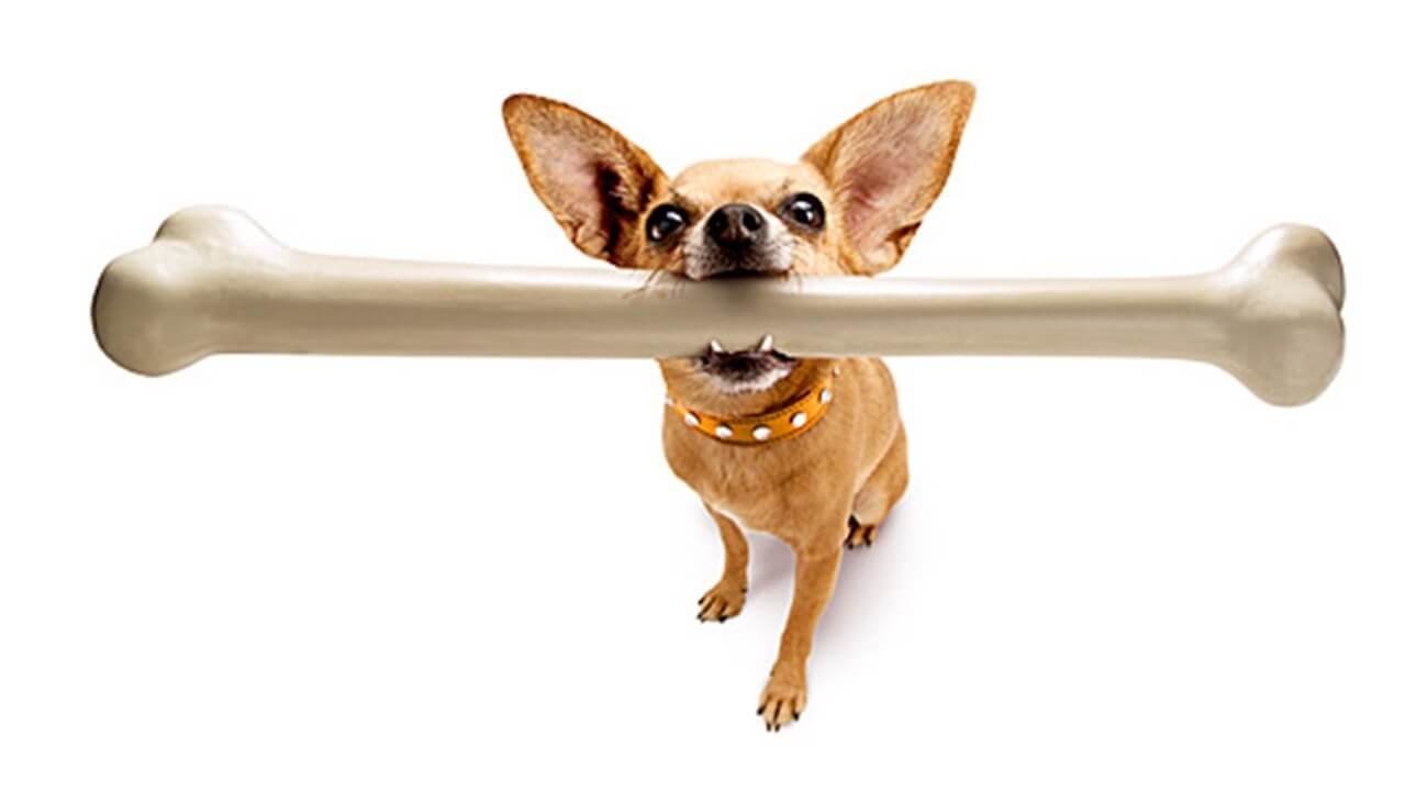 Томские ученые создали искусственные кости из растительного желатина.. Фото.