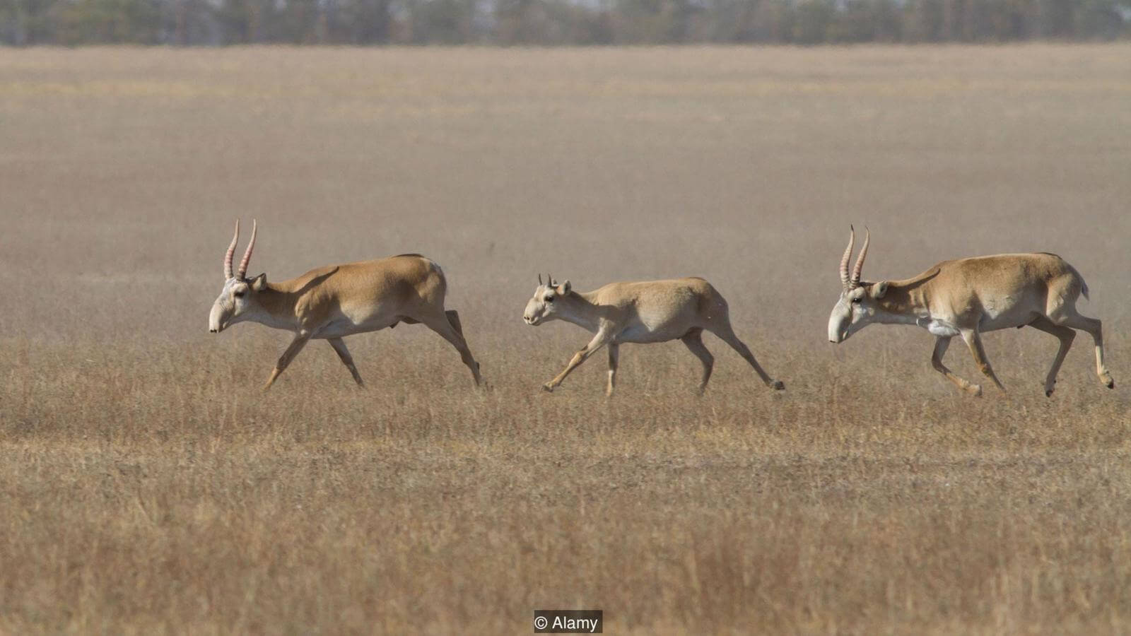 Дикие животные. Фото.