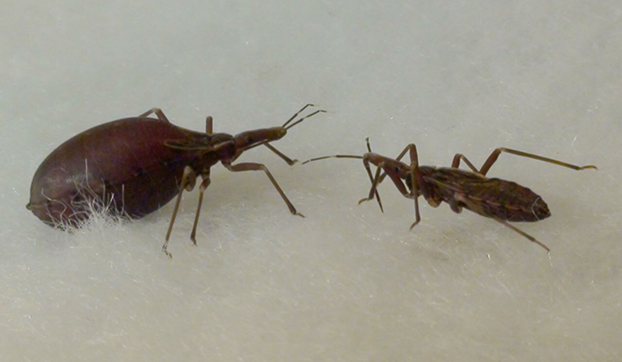 Жуки, которые пьют кровь. Профессионал по части высасывания крови, жук Rhodnius prolixus, имеет ферменты в кишечнике, удерживающие тирозин в пище от кристаллизации и прокалывания тканей. Фото.