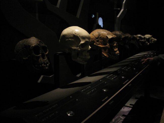 Предсказать, как пойдет эволюция людей, невозможно. Фото.