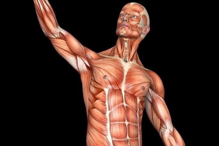 10 простых вопросов, на которые у науки нет ответов. Сколько мышц в человеческом организме? Фото.