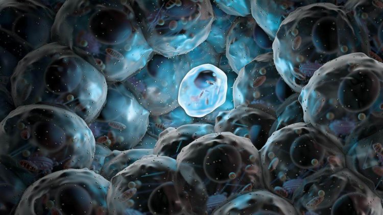 10 секретов науки, которые сделают вас бессмертным уже в этом столетии. Стволовые клетки. Фото.