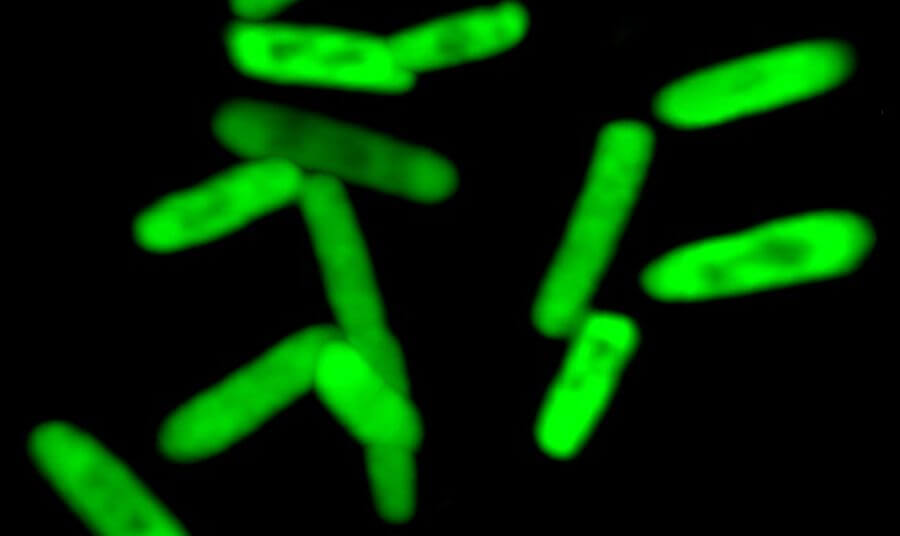Создана первая полусинтетическая бактерия с искусственной ДНК. Фото.