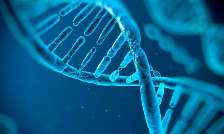 Учёные впервые отредактировали геном непосредственно внутри живого человека. Фото.