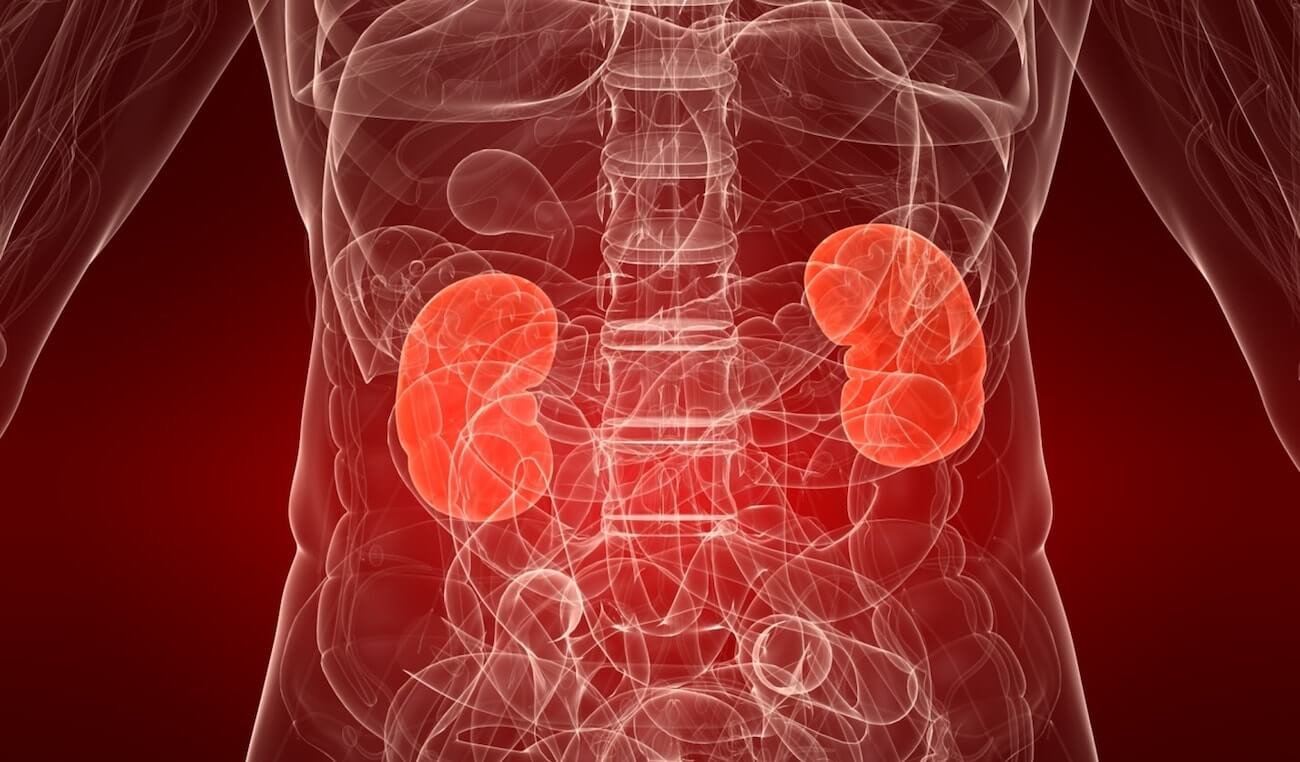 Российские ученые создали искусственную почку нового типа. Российские ученые создали искусственную почку нового типа. Фото.