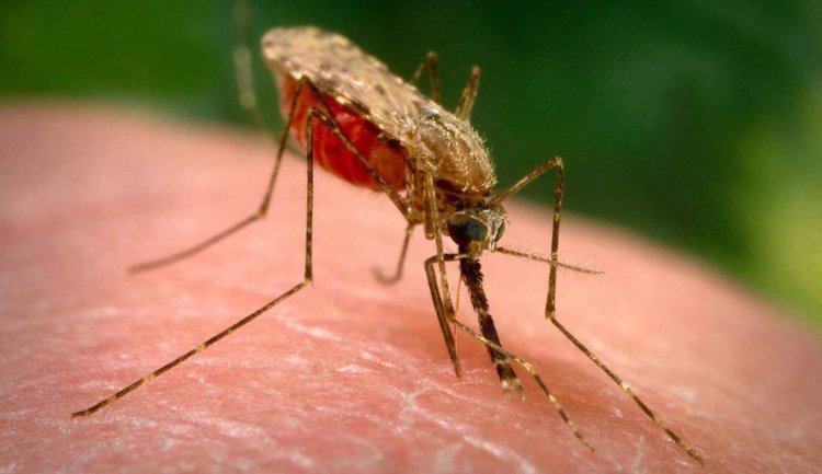 В США комаров будут уничтожать с помощью бактериологического оружия. Фото.