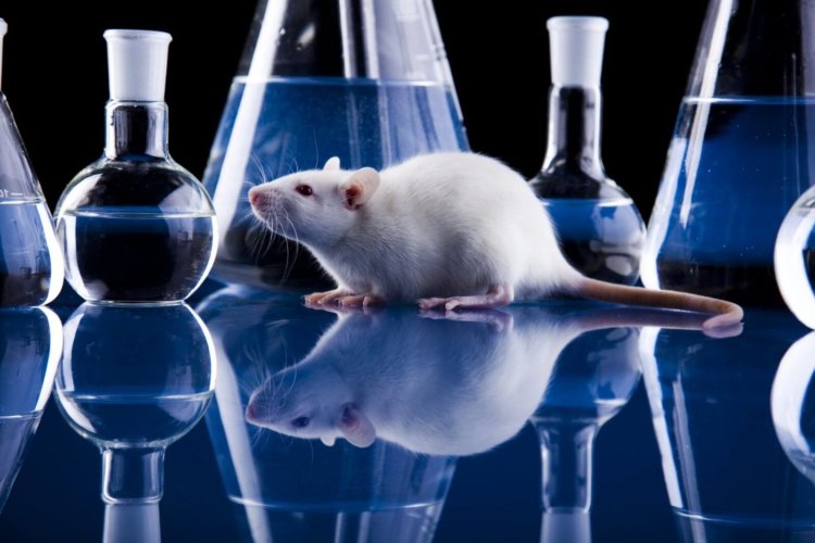 Ученые вернули парализованным крысам возможность ходить. Фото.