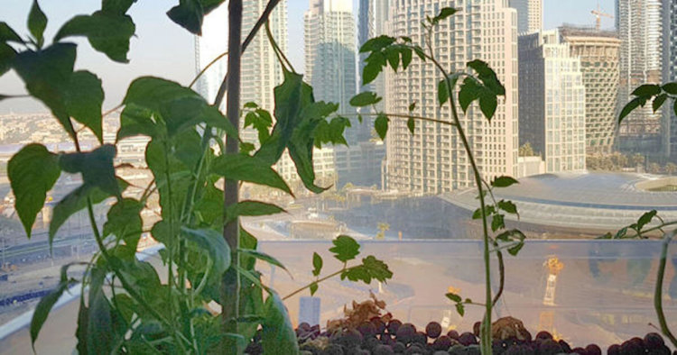 В Дубае появилась первая вертикальная ферма. Фото.