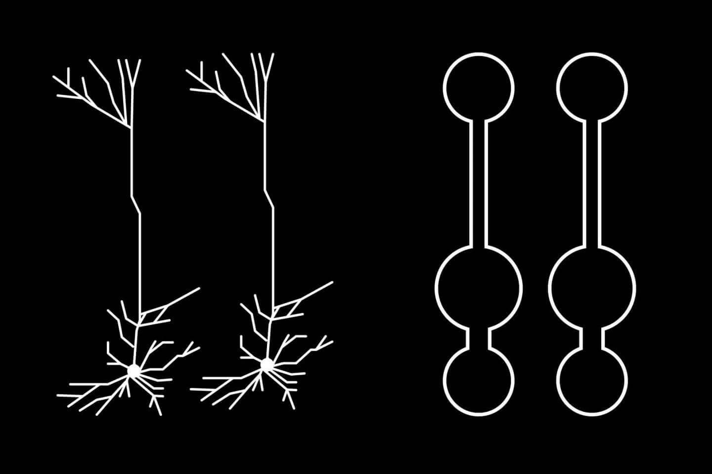 Использует ли наш мозг глубокое обучение для осмысления мира? Ветвящиеся сети. Фото.