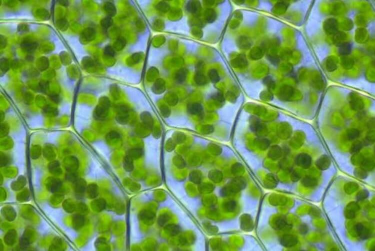 photosynthesis-moss.jpg