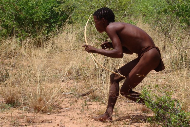 Африканский яд для стрел может стать мужским контрацептивом. Фото.