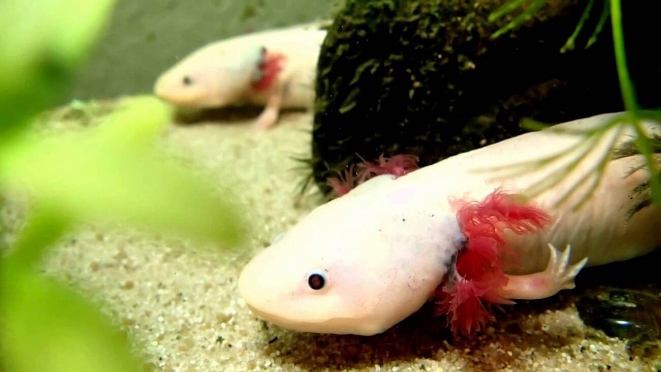 Ученые открыли гены регенерации.. Фото.