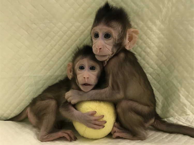Китайские генетики впервые клонировали обезьян по методу овечки Долли. Фото.