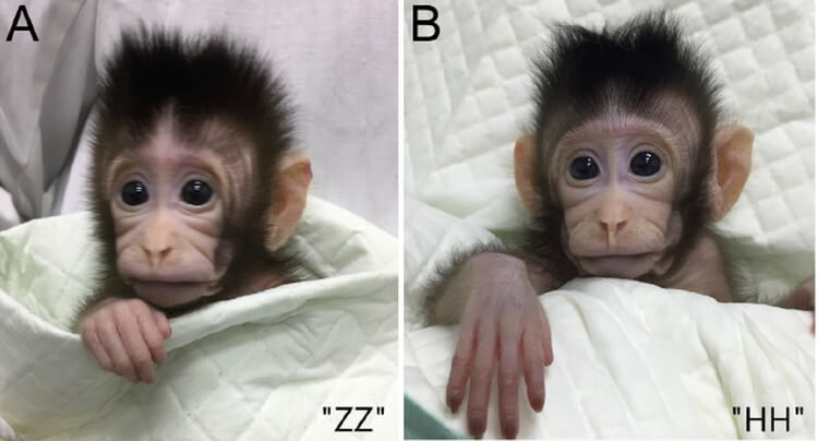 Китайские генетики впервые клонировали обезьян по методу овечки Долли. Фото.