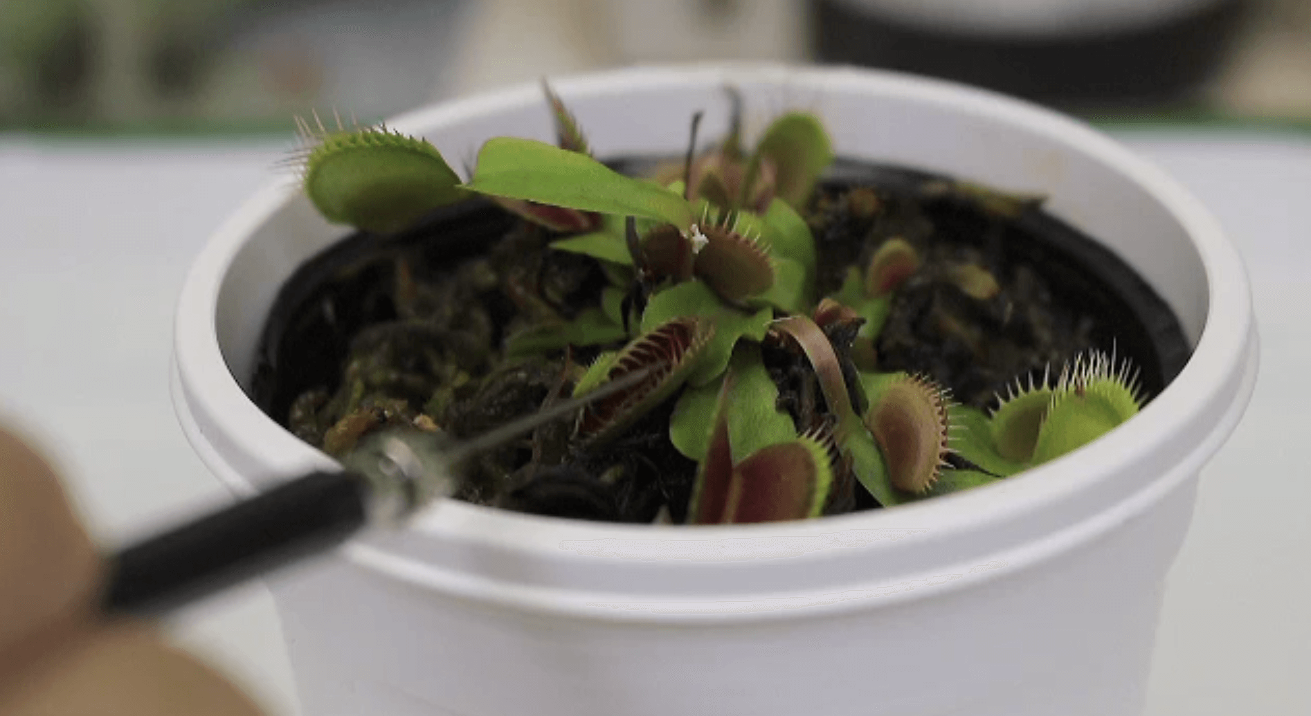 Как успокоить растение? Анестезией. Фото.