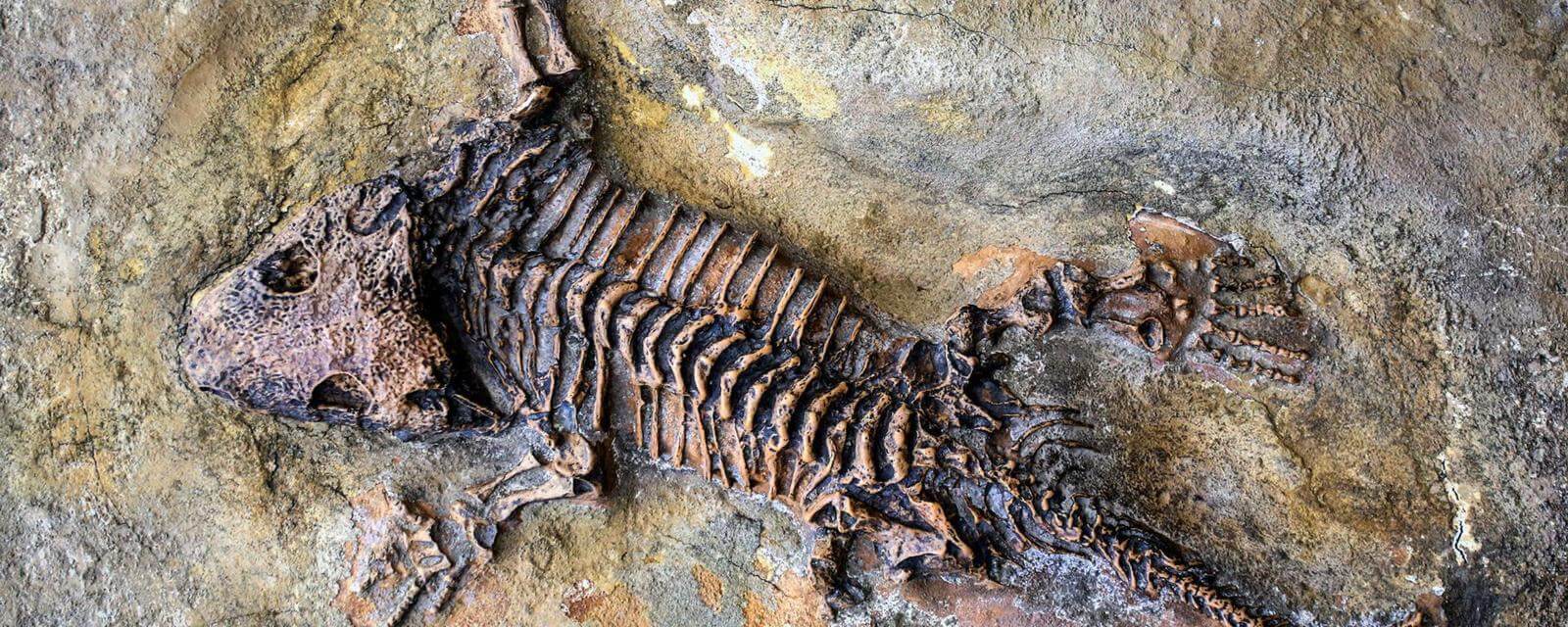 Хотели когда-нибудь стать окаменелостью? Фото.