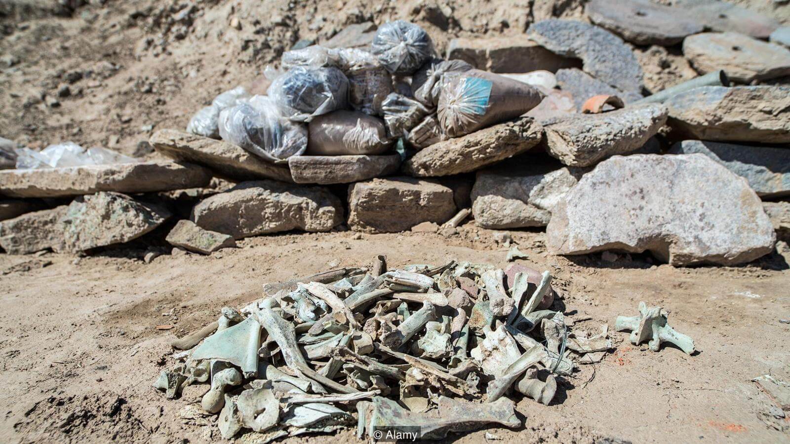 Палеонтология — довольно интересная наука. Фото.