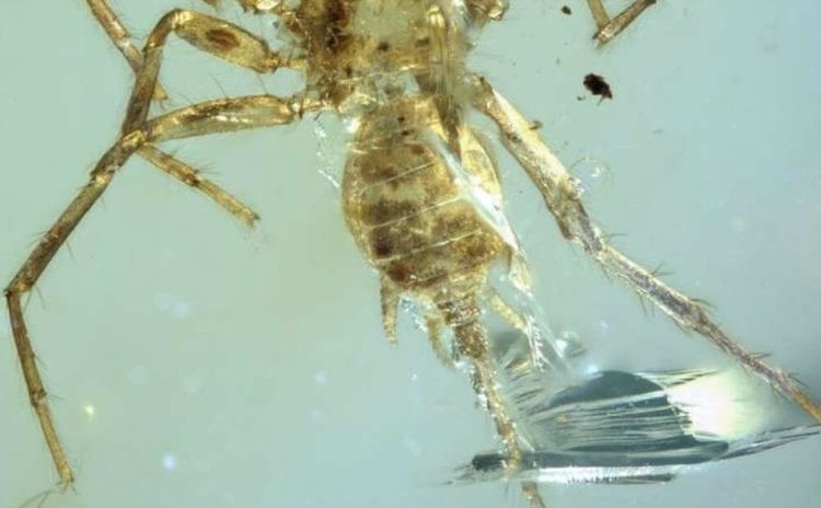 Учёные обнаружили в куске янтаря вымершего паука-химеру. Фото.