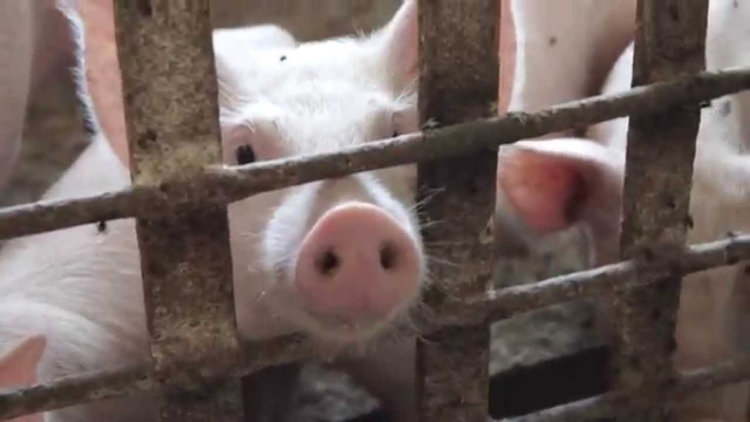 ИИ-система Alibaba поможет фермерам следить за свиньями. Фото.