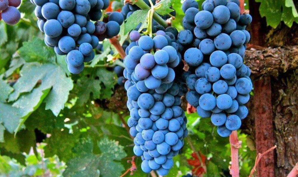 Учёные выяснили, что из винограда можно создать эффективный антидепрессант. Фото.