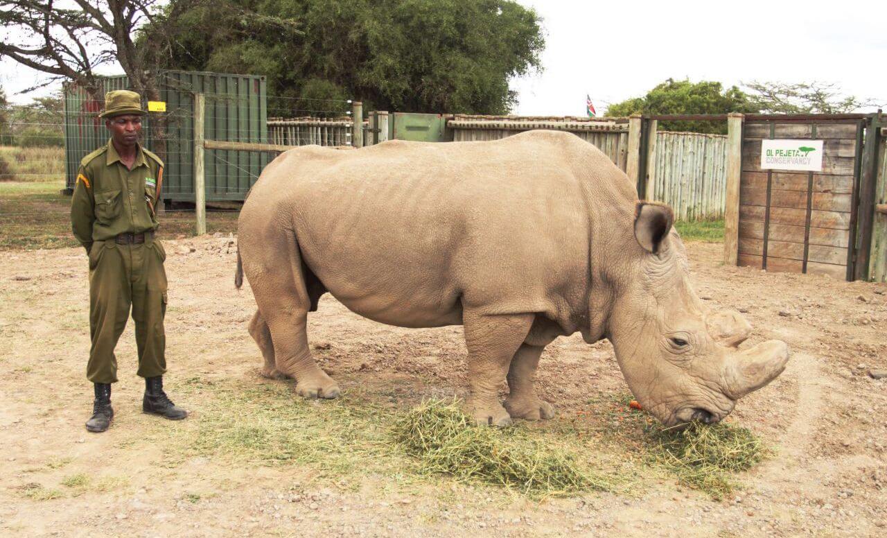 Умер последний в мире самец северного белого носорога. Фото.