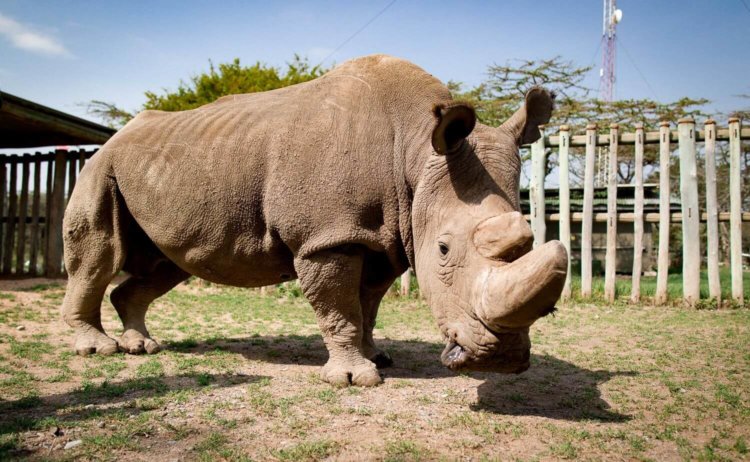 Умер последний в мире самец северного белого носорога. Фото.