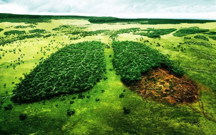 Голландские ученые разработали ДНК-тест для выявления незаконно вырубленных деревьев. Фото.
