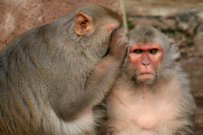 Стволовые клетки человека вернули обезьянкам возможность хватать объекты. Фото.