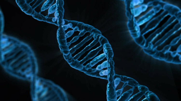 Ученые выяснили, зачем нужна «мусорная» ДНК. Фото.
