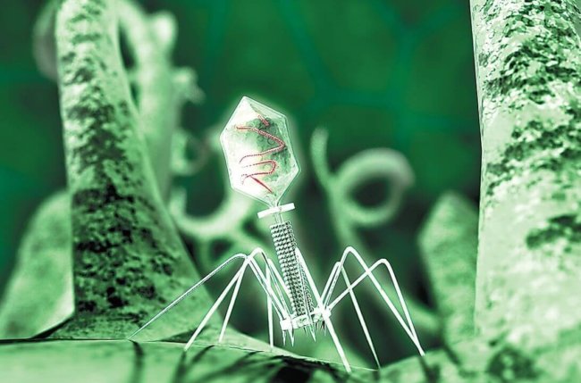 Ростех разработал первый в мире универсальный бактериофаг для борьбы с инфекциями. Фото.