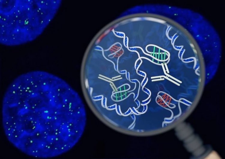 В человеческих клетках впервые обнаружена новая форма ДНК. Фото.