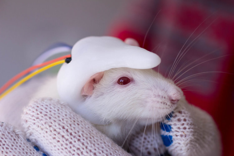 Ученые имплантировали маленький человеческий мозг мыши. Фото.