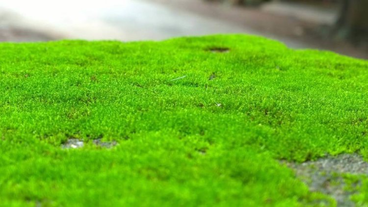 Ученые обнаружили, что зеленый мох может быть полезен для здоровья. Фото.
