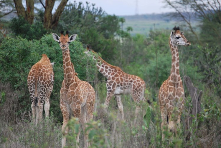 Жирафы снова удивили биологов. Фото.