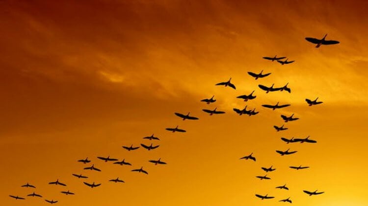 8a birds migrating