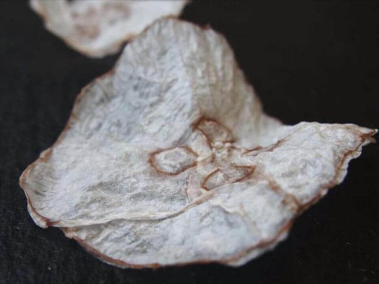 Датские ученые сделали чипсы из медуз. Фото.