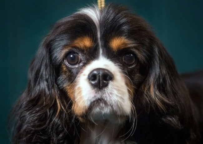 Секретный гарвардский стартап хочет сделать бессмертными собак, а затем и людей. Фото.