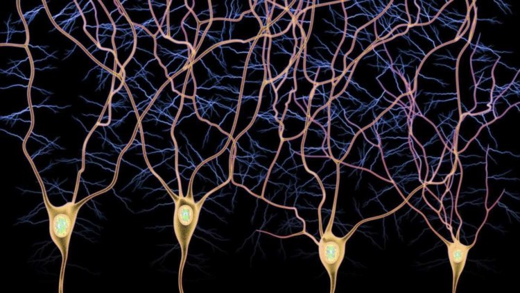 Геймеры помогают ученым исследовать головной мозг и открывать новые типы нейронов. Фото.