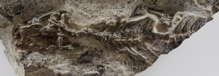 Найден первый предок змей и ящериц, живший 240 миллионов лет назад. Фото.