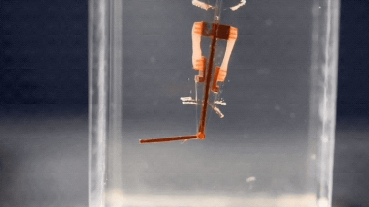 Киборги здесь: ученые поместили живые клетки в палец робота. Фото.