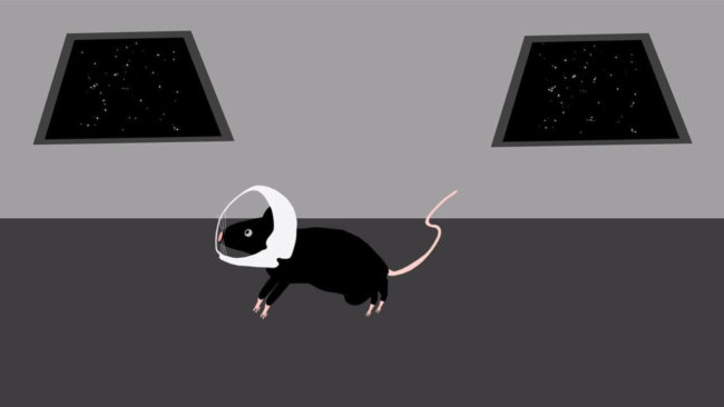 Зачем на МКС отправили двадцать лабораторных мышей? Фото.