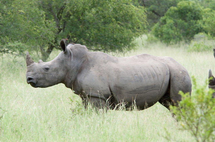 В лаборатории создали первые эмбрионы носорогов. Они помогут спасти почти вымершие виды. Фото.