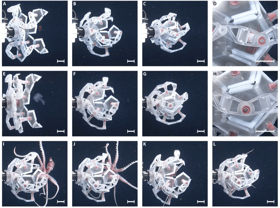 Прости, кальмар: этот робот может ловить хрупких морских существ, не причиняя им вреда. Фото.